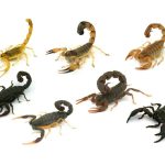 گونه های مختلف عقرب